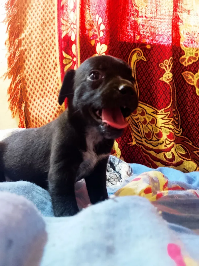 Cachorro raça SRD-ViraLata idade Abaixo de 2 meses nome Cinzinha