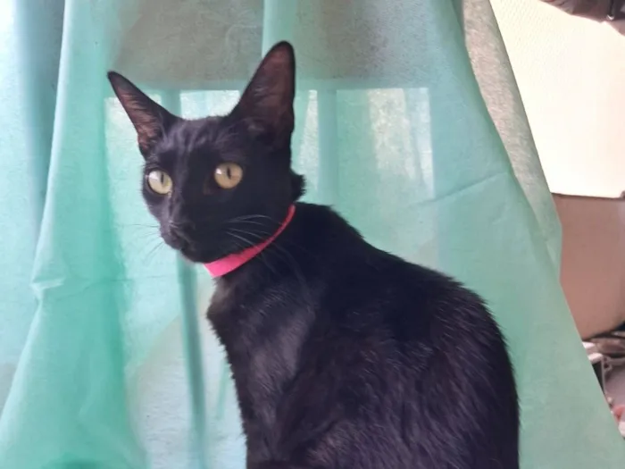 Gato raça SRD-ViraLata idade 7 a 11 meses nome Petunia 