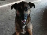 Cachorro raça SRD-ViraLata idade 4 anos nome Chamamos de Tobias, mais não sabemos o seu verdadeiro nome 