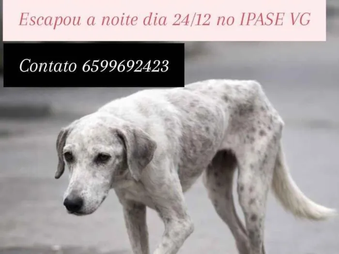 Cachorro raça SRD-ViraLata idade 4 anos nome Harley 