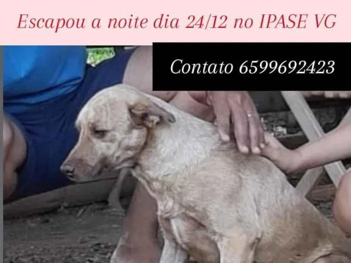 Cachorro raça SRD-ViraLata idade 6 ou mais anos nome Bidu 
