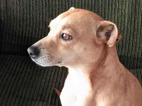 Cachorro raça SRD-ViraLata idade 7 a 11 meses nome Belinha 