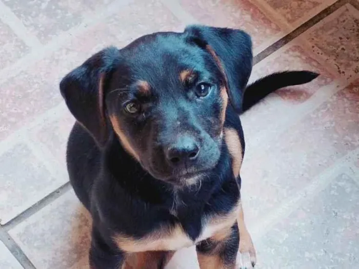 Cachorro raça Pit-Bull idade 2 a 6 meses nome Pandora 