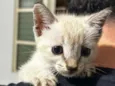 Gato raça Angorá idade Abaixo de 2 meses nome Branco