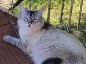 Gato raça SRD-ViraLata idade 3 anos nome NOTURNA