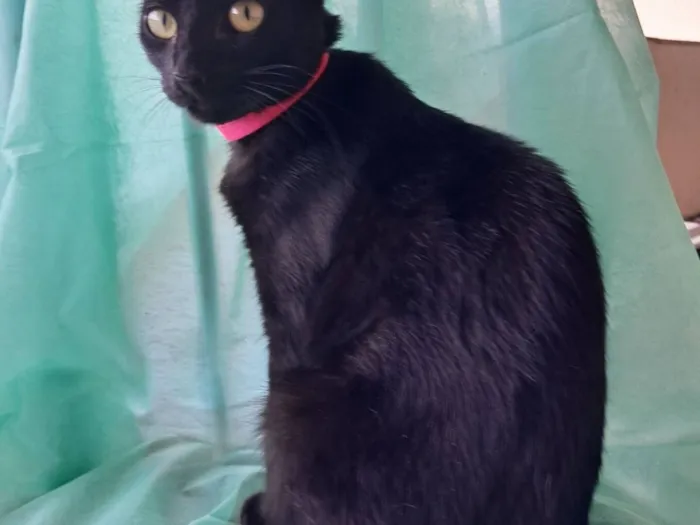 Gato raça SRD-ViraLata idade 7 a 11 meses nome Petunia 