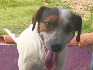 Cachorro raça SRD-ViraLata idade 2 anos nome Max e boby