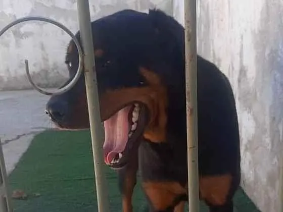 Cachorro raça Rottweiler idade 2 anos nome Estrela
