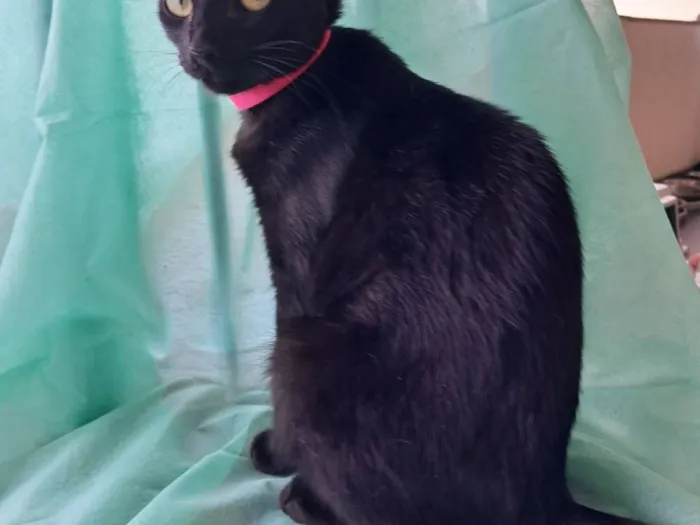 Gato raça SRD-ViraLata idade 7 a 11 meses nome Petunia 