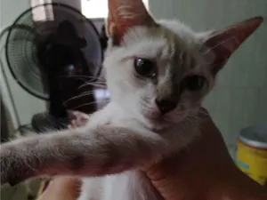 Gato raça SRD-ViraLata idade 2 a 6 meses nome Lindinha 