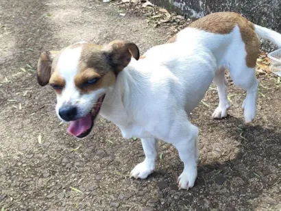 Cachorro raça SRD-ViraLata idade 1 ano nome Cachorro 