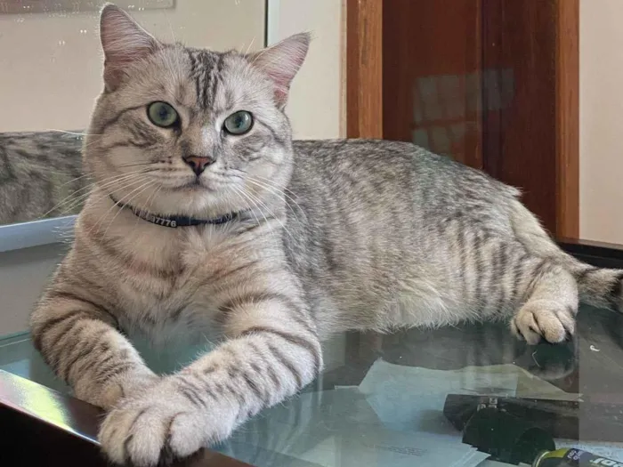 Gato raça SRD-ViraLata idade 2 anos nome Ozzy