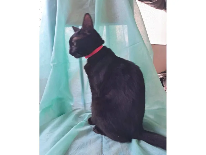 Gato raça SRD-ViraLata idade 7 a 11 meses nome Petunia 