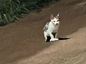 Gato raça SRD-ViraLata idade 2 a 6 meses nome Tita 