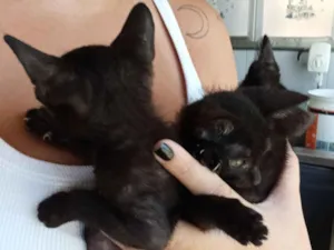 Gato raça SRD-ViraLata idade Abaixo de 2 meses nome 3 gatinhas