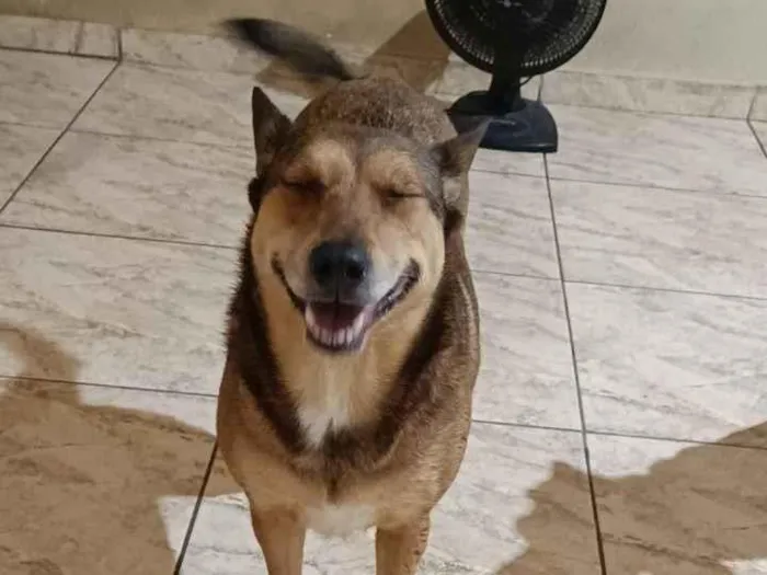 Cachorro raça SRD-ViraLata idade 6 ou mais anos nome PEROLA