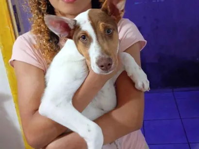 Cachorro raça SRD-ViraLata idade 2 a 6 meses nome Jade