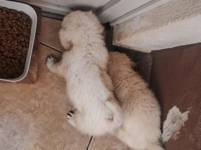 Cachorro raça SRD-ViraLata idade 2 a 6 meses nome Sem nome