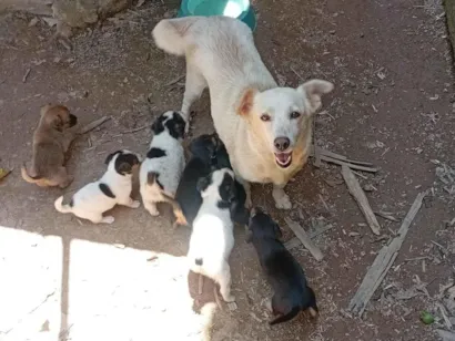 Cachorro raça SRD-ViraLata idade 6 ou mais anos nome Kira