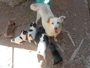 Cachorro raça SRD-ViraLata idade 6 ou mais anos nome Kira