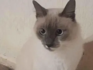 Gato raça Ragdoll idade 1 ano nome Mia