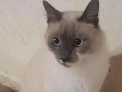 Gato raça Ragdoll idade 1 ano nome Mia