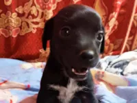 Cachorro raça SRD-ViraLata idade Abaixo de 2 meses nome Cinzinha