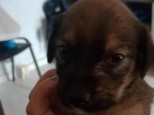 Cachorro raça SRD-ViraLata idade 2 a 6 meses nome Filhotes