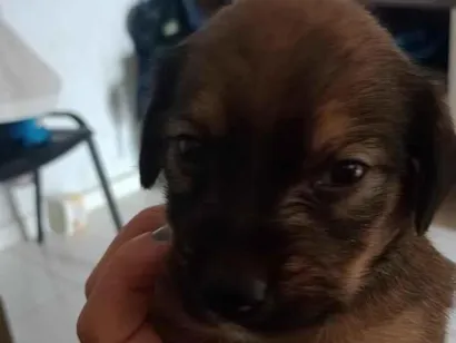 Cachorro raça SRD-ViraLata idade 2 a 6 meses nome Filhotes