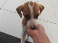 Cachorro raça SRD-ViraLata idade 2 a 6 meses nome Branquinha 