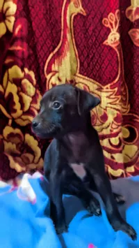 Cachorro raça SRD-ViraLata idade Abaixo de 2 meses nome Pandora 