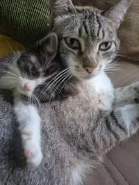 Gato raça SRD-ViraLata idade 2 a 6 meses nome Bolota