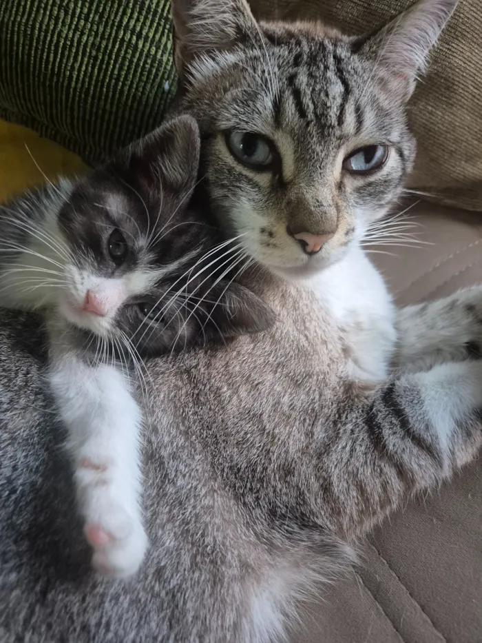 Gato raça SRD-ViraLata idade 2 a 6 meses nome Bolota