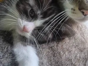 Gato raça SRD-ViraLata idade 2 a 6 meses nome Bolota