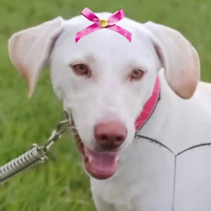 Cachorro raça SRD-ViraLata idade 1 ano nome Gigi 