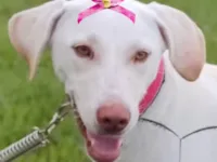 Cachorro raça SRD-ViraLata idade 1 ano nome Gigi 