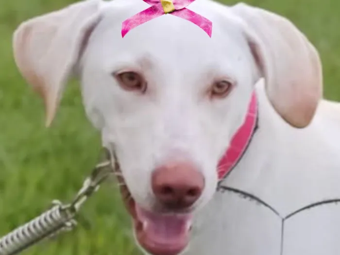 Cachorro raça SRD-ViraLata idade 1 ano nome Gigi 