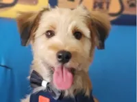 Cachorro raça Shitzu idade 7 a 11 meses nome Bob 