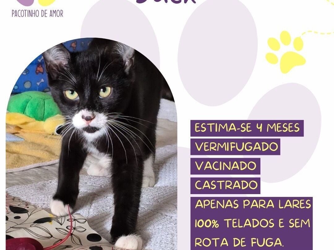 Gato raça SRD-ViraLata idade 2 a 6 meses nome Jack