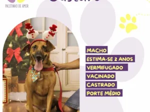 Cachorro raça SRD-ViraLata idade 2 anos nome Gustavo 