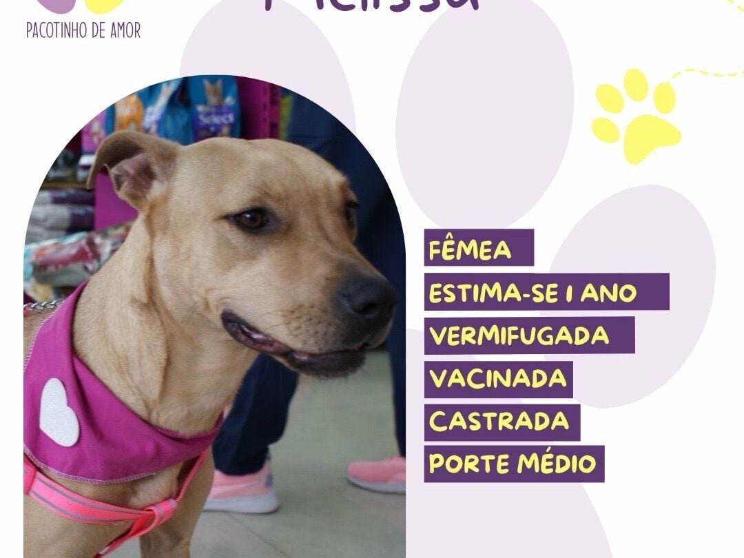 Cachorro raça SRD-ViraLata idade 1 ano nome Melissa 