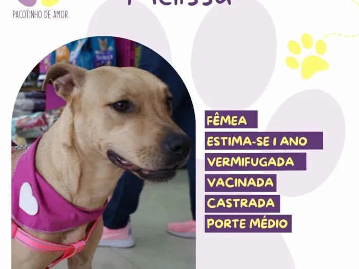 Cachorro raça SRD-ViraLata idade 1 ano nome Melissa 
