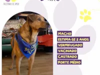 Cachorro raça SRD-ViraLata idade 2 anos nome Duke