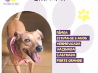 Cachorro raça SRD-ViraLata idade 3 anos nome Clarinha 