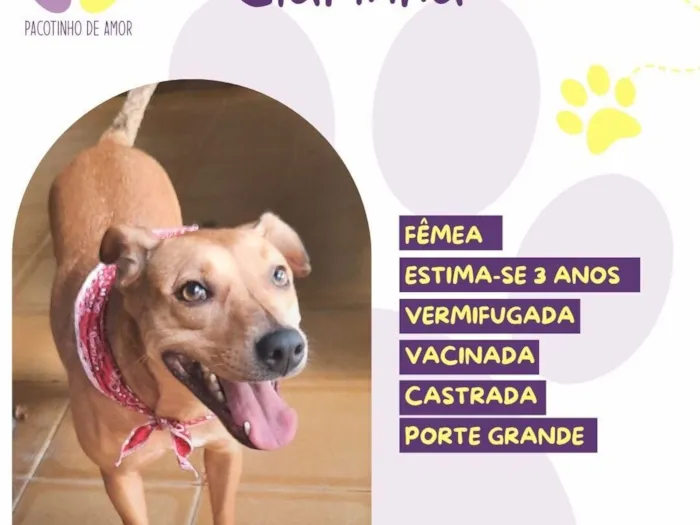 Cachorro raça SRD-ViraLata idade 3 anos nome Clarinha 
