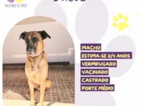 Cachorro raça SRD-ViraLata idade 3 anos nome Jacob 
