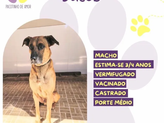 Cachorro raça SRD-ViraLata idade 3 anos nome Jacob 