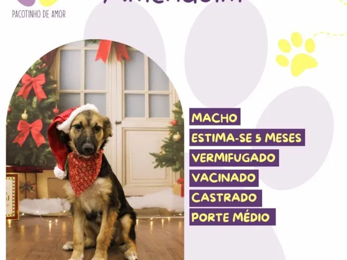 Cachorro raça SRD-ViraLata idade 2 a 6 meses nome Amendoim 