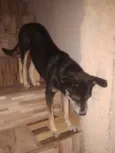 Cachorro raça SRD-ViraLata idade 4 anos nome Belinha 