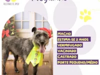 Cachorro raça SRD-ViraLata idade 2 anos nome Neguinho